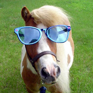 mini horse with sunglasses