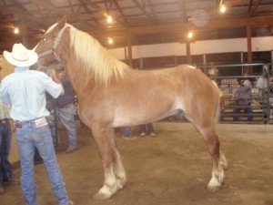 9 year old Belgian gelding sold for $1,250