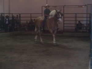 12 year old Belgian gelding sold for $400