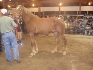 Percheron yearling sold for $225