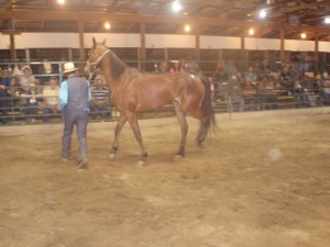 CC Buckshot: Standardbred gelding sold for $875