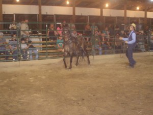 8 year old bay pony gelding sold for $150