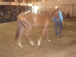 3 year old 13 HH AQHA mare sold for $350