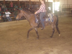 bay pony gelding sold for $200