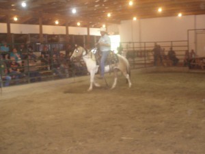 Paint pony gelding sold for $170