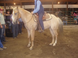 8 year old palomino AQHA gelding sold for $600