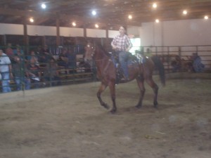 11 year old bay gelding sold for $350