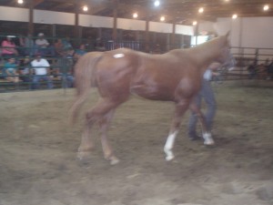 3 year old AQHA mare sold for $225