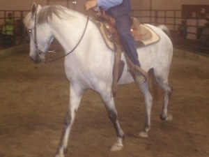 5 year old Fox Trotter mare sold for $330
