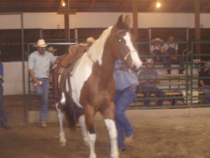 14 year old Paint mare sold for $800
