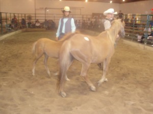 6 year old pony mare with colt