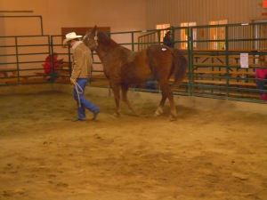 13 year old AQHA gelding sold for $150