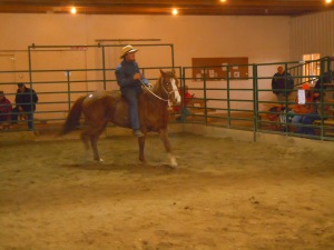 16 year old grade gelding sold for $100