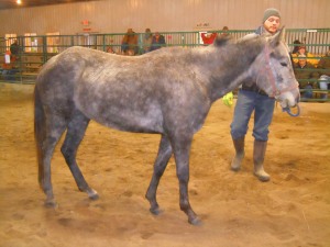 3 year old gray mare sold for $30