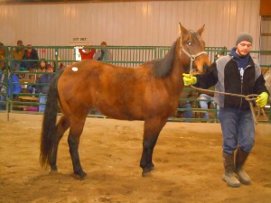 12 year old Quarter horse mare sold for $200