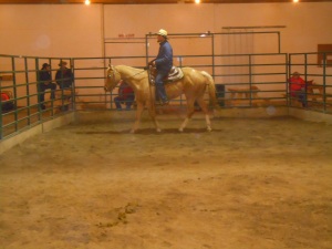 3 year old Palomino mare no sale