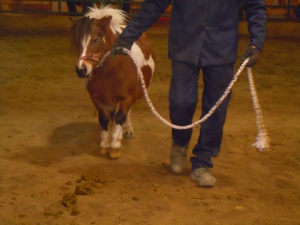 6 year old mini mare in foal sold for $200