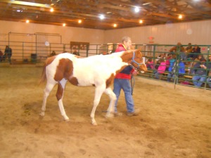 Paint weanling colt sold for $200