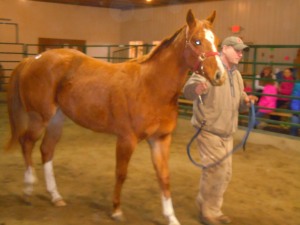 yearling AQHA sorrel filly no sale